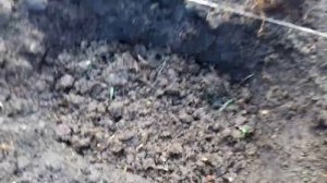 ПОСАДКА КЛЕМАТИСОВ НА ПОСТОЯННОЕ МЕСТО В ОТКРЫТЫЙ ГРУНТ ВЕСНОЙ. МОЙ СПОСОБ ПОСАДКИ.