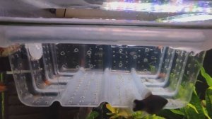 Уход за мальками  моллинезии в отсаднике. Содержание отсадника с мальками без заморочек