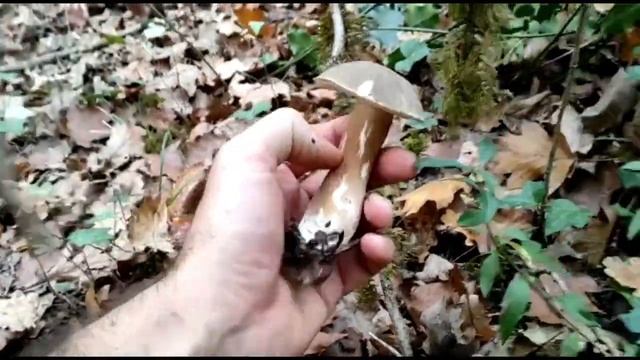 Boletus aereus in Francia - Porcini neri di Bordeaux смотреть онлайн