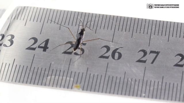 Хорошо ли быть МАЛЕНЬКИМ? Секреты насекомых | муравьи | комары смотреть онлайн