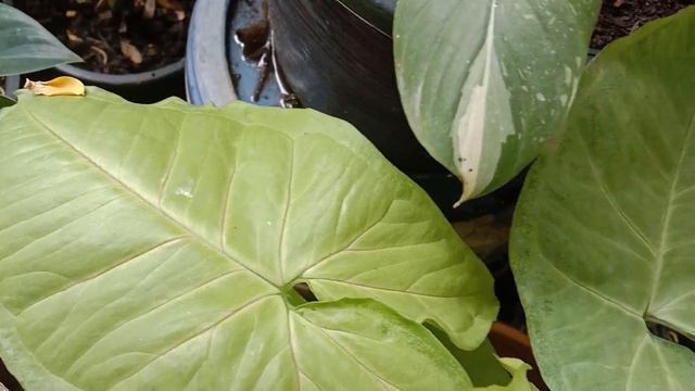 Syngonium Golden Allusion ออมทองไม้ใบสวยจับเลื้อยขึ้นเสา смотреть онлайн