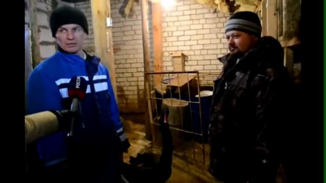 Черный лебедь из Рязанского района уехал в Калугу смотреть онлайн