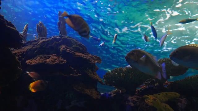 Почему моряки никогда не ели рыбу пойманную в море смотреть онлайн