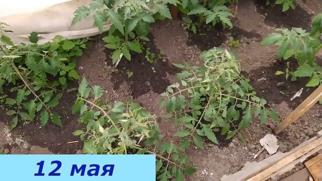 Две очень важные подкормки помидор после высадки в теплицу. Это залог будущего хорошего урожая! смотреть онлайн