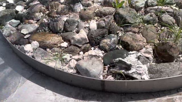 Жара, бульдоги, вода 💦и дети 🧒🏻 смотреть онлайн