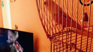 Эмоции зашкаливают! Морозко любит творчество Дэвида Гарретта! Главное, попадает!!!