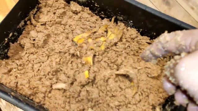 Новый Цикл Личинки Черной Львинки