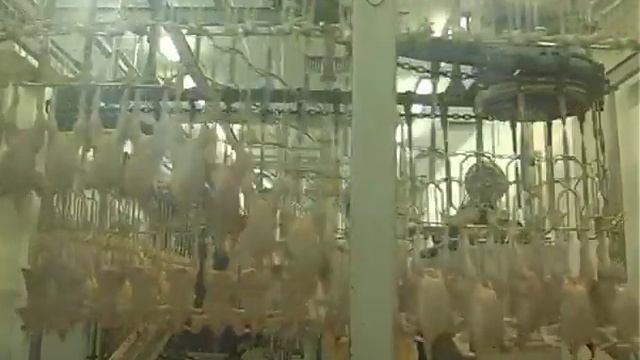 сальмонеллез 1 часть