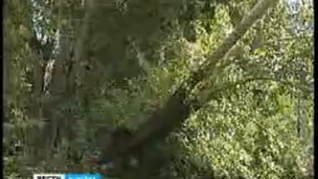 Деревья достигли предельного возраста смотреть онлайн