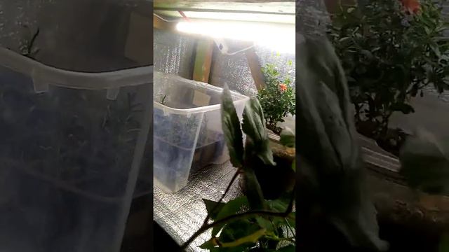 Ежевика от ПРОФЕССИОНАЛА.