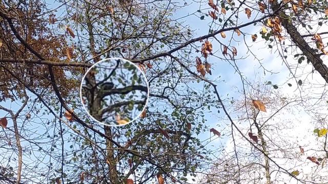 Охота с лайкой. Зачем нам столько белок и куда их деть?!? смотреть онлайн