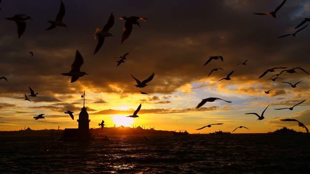 Картинка закат. Птицы, море, полет птиц | Picture sunset. Birds, sea, birds flight смотреть онлайн