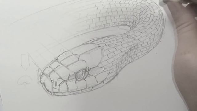 HOW TO DRAW A TAIPAN (Intermediate to Advanced) смотреть онлайн
