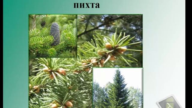 Деревья лесной зоны смотреть онлайн