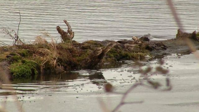 Otter Marks Territory. Выдра метит территорию (2358sp) смотреть онлайн