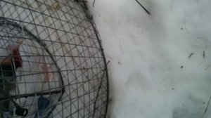 Живоловушка на лису шакала и тп в действии.