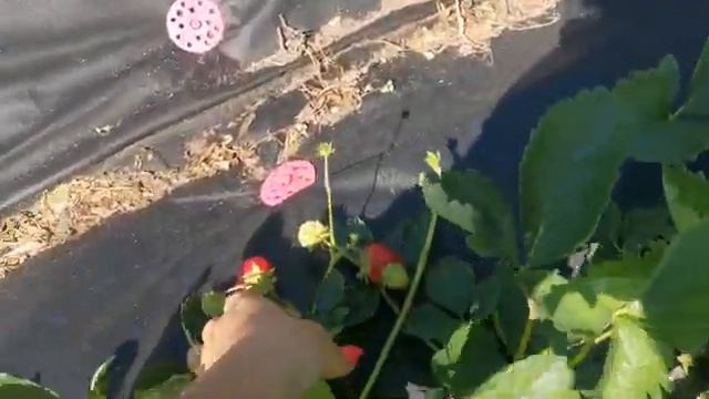 Плодоношение новых сортов земляники, первогодки. Третий участок. смотреть онлайн