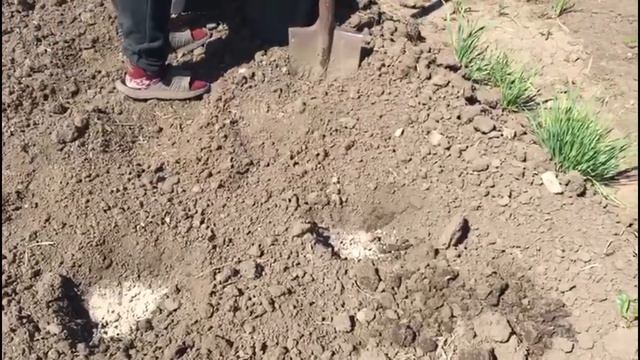 Сажаем картофель и получаем отличный урожай смотреть онлайн