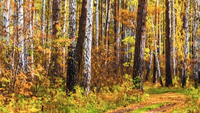 АСМР хруст сухих веток под ногами.Шорох сухой травы|ASMR crunch of dry branches underfoot. смотреть онлайн