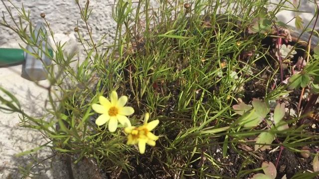 #41 Que planta é essa ? Coreopsis verticillata - planta pote de ouro - Moonbeam' смотреть онлайн