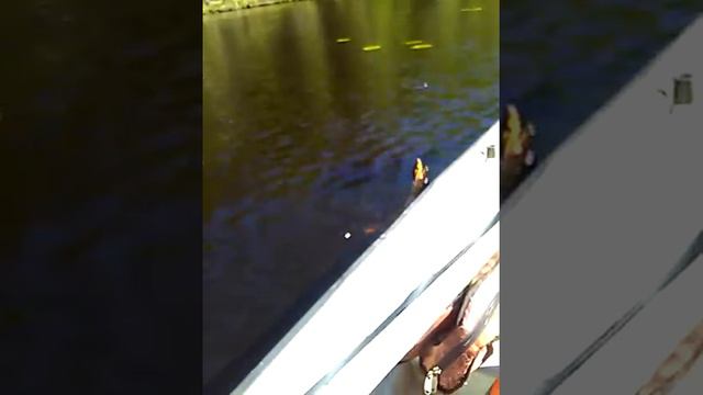 Эпизод 3 Боровня. Приток р. Норовы смотреть онлайн