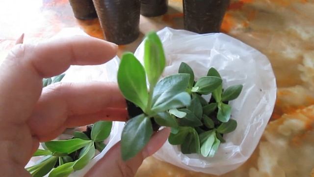 ПОКУПКА РАССАДЫ ЭУСТОМЫ (сорт Мариачи Мисти/Mariachi Misty)— как выглядит цветок в 3-4 месяца смотреть онлайн