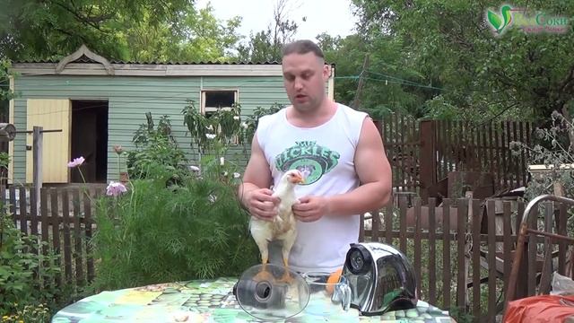 Отжим сока из курицы на шнековой соковыжималке и немножко тыковки) смотреть онлайн