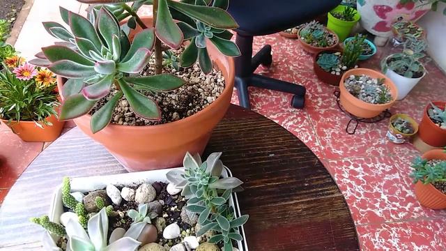 ECHEVERIA PULVINATA "RUBY BLUSH" CUIDADOS BÁSICOS + TIPS / Un Balcón Suculento смотреть онлайн