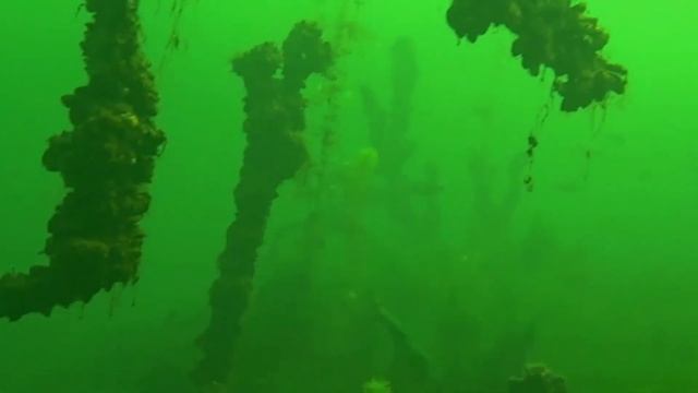 Подводный мир Щёлковского (Амерьевского) карьера смотреть онлайн