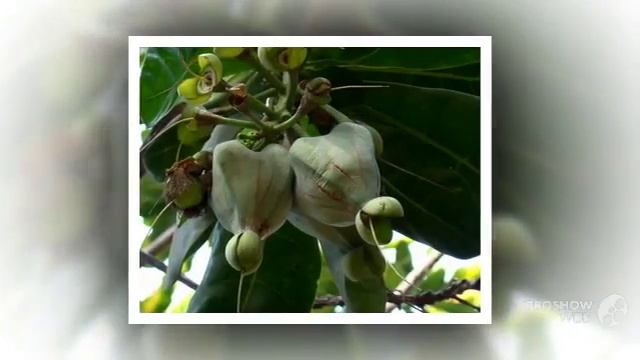 Barringtonia - garden plants смотреть онлайн