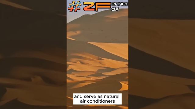 Fennec Fox Interesting Fact 2 #interestingfacts #interesting #fact смотреть онлайн