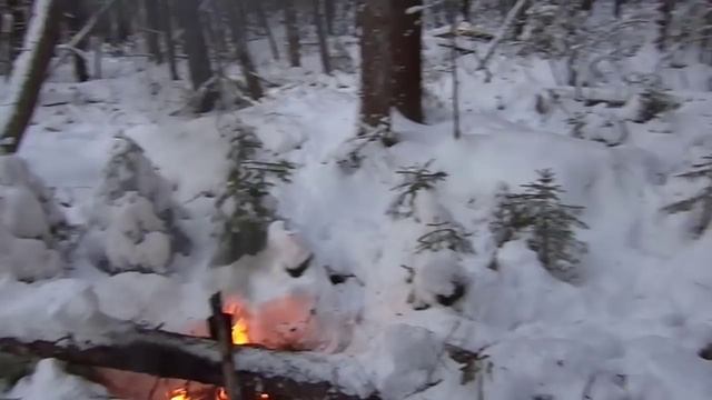 Охота с лайками.Мастер класс !!! Кобель Дик .Охота на соболя. смотреть онлайн