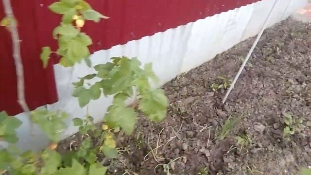 Сад, огород своими руками. смотреть онлайн