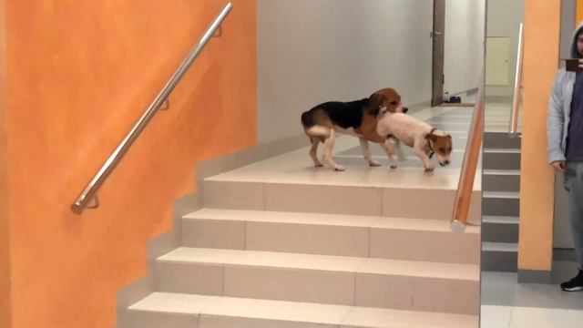 ВЕСЕЛЫЕ ПРОГУЛКИ | ОПАСНЫЕ ИГРЫ С СОБАКАМИ - Джек Рассел, Овчарка, Лабрадор / Бигль Enzo смотреть онлайн