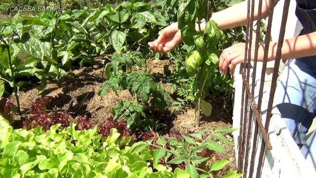 Пасынкование томатов смотреть онлайн