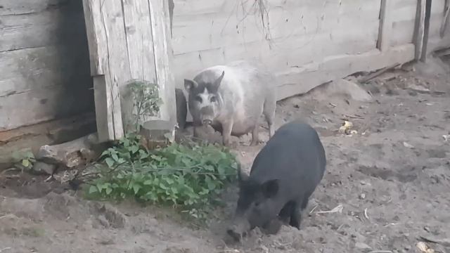 СОБИРАЮ ГРИБЫ-ПРАВИЛЬНО И НЕТ. ГОТОВЛЮ ПОЛЕ ПОД САД. смотреть онлайн