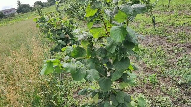 Огляд Плодоносних кущів у маточному саду фундука частина 1 смотреть онлайн