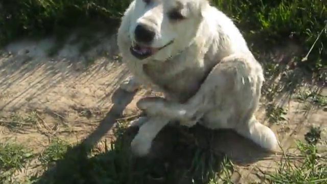 Кайра (алабай) в полях гуляет смотреть онлайн