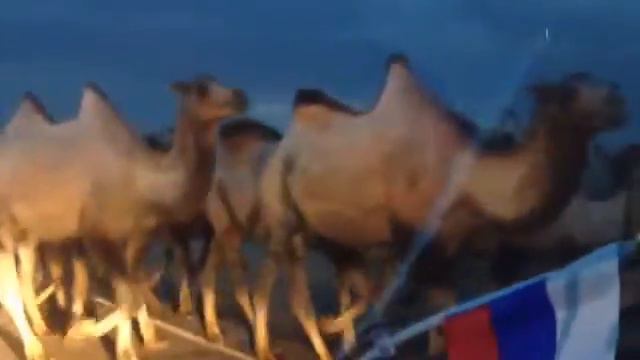 Стадо верблюдов смотреть онлайн