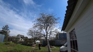 Весеннее опрыскивание яблони от плодожорки и болезней