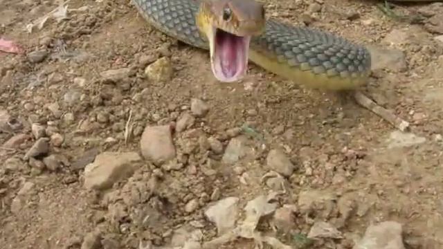 Желтобрюхий полоз защищается (НЕ ОПАСЕН ДЛЯ ЧЕЛОВЕКА) смотреть онлайн
