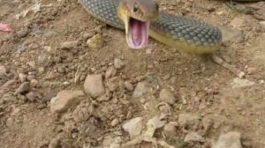 Желтобрюхий полоз защищается (НЕ ОПАСЕН ДЛЯ ЧЕЛОВЕКА)