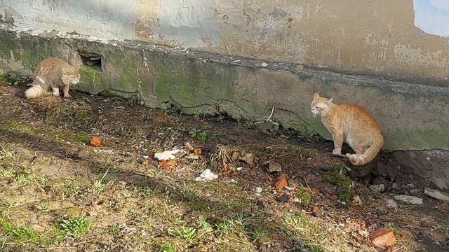 Мартовские коты смотреть онлайн