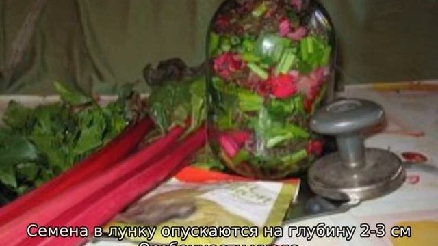 Листовая свекла смотреть онлайн