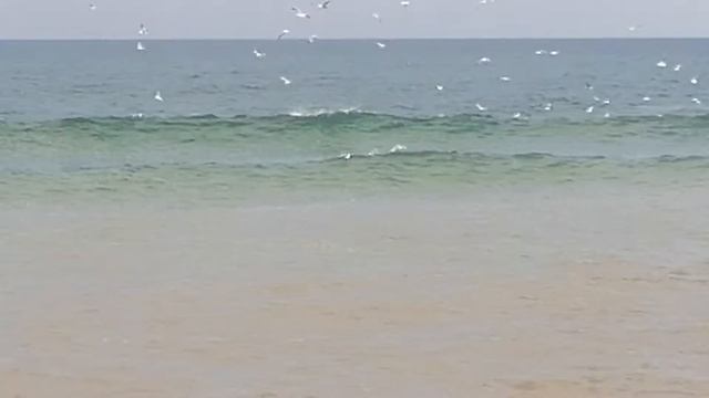 Охотское море, касатки смотреть онлайн