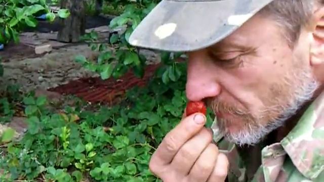 Клубника 3 урожая за сезон. Второй урожай в августе смотреть онлайн