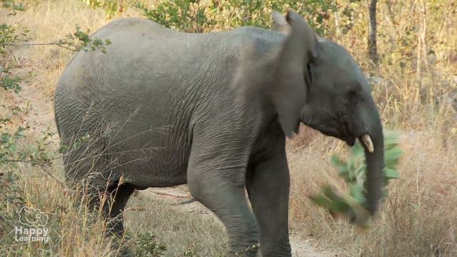 The Elephant | Educational Video For Kids.