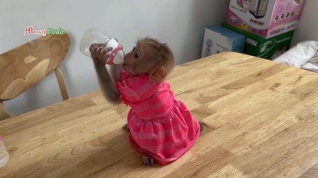 Good Behavior Queen Jenna Sit Orderly Carry Bottle Waiting Milk In Morning смотреть онлайн