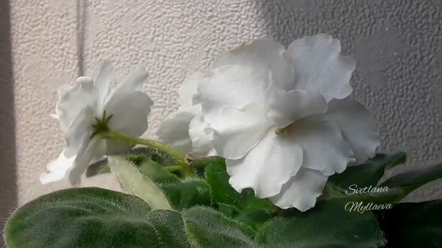 Фиалка "Утонченный вкус" смотреть онлайн
