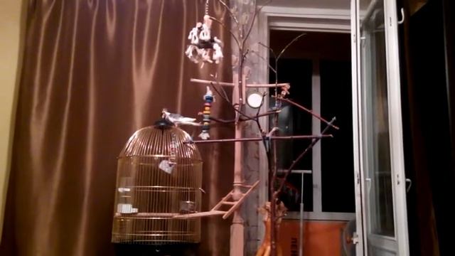 Попугай корелла поет. Игровая площадка своими руками. смотреть онлайн